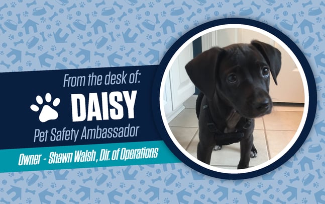 LenderLogix_PetSafetyAmbassador_Daisy